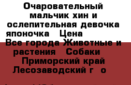 Очаровательный мальчик хин и ослепительная девочка японочка › Цена ­ 16 000 - Все города Животные и растения » Собаки   . Приморский край,Лесозаводский г. о. 